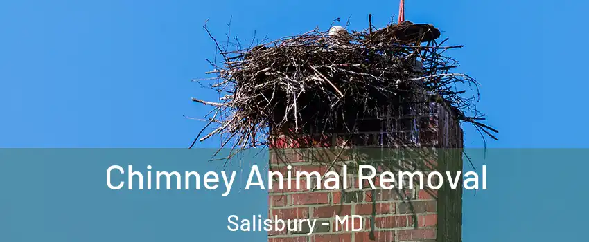 Chimney Animal Removal Salisbury - MD