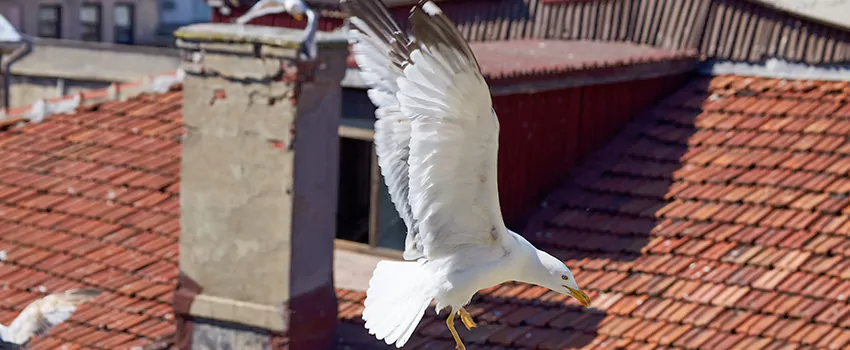 Residential Chimney Animal Removal Solution in Salisbury, MD