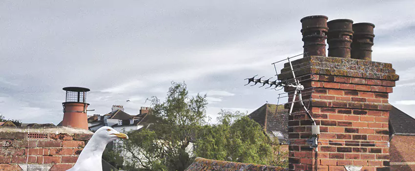 Chimney Cleaning And Restoration in Salisbury, Maryland